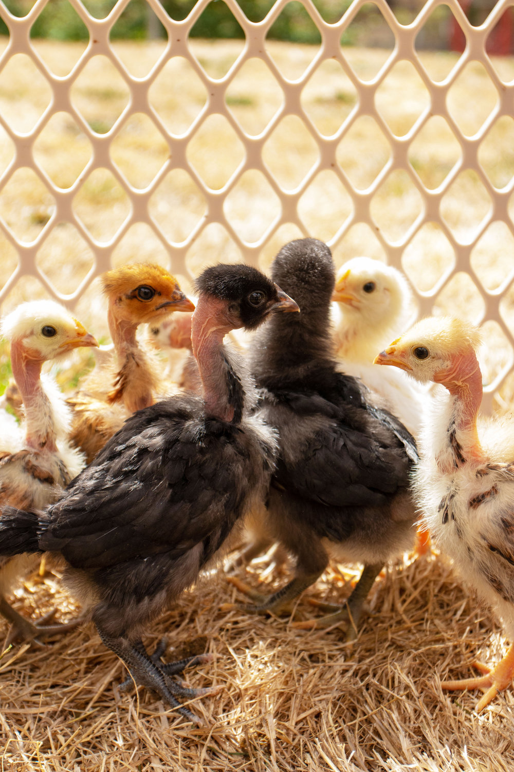 A group of naked neck chicks huddled together.